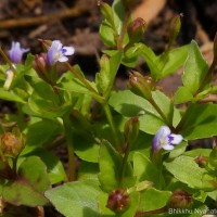 Torenia crustacea (L.) Cham. & Schltdl.